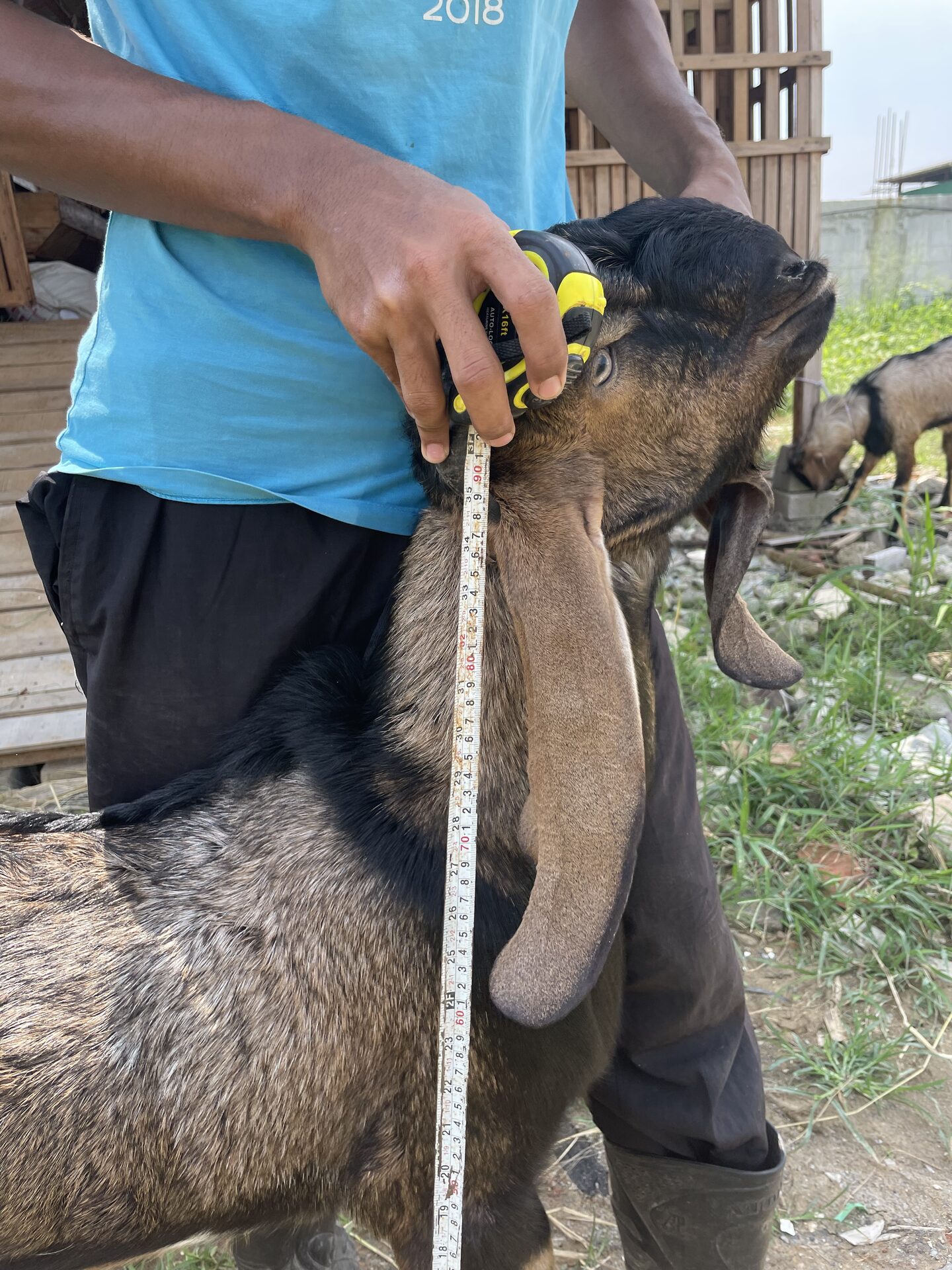 Jawarandu Jerabang 2